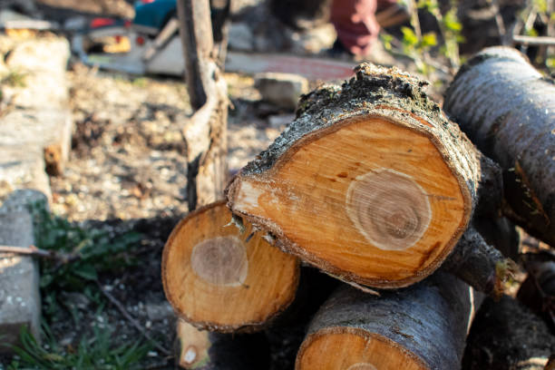 Lester Prairie, MN Tree Care Company